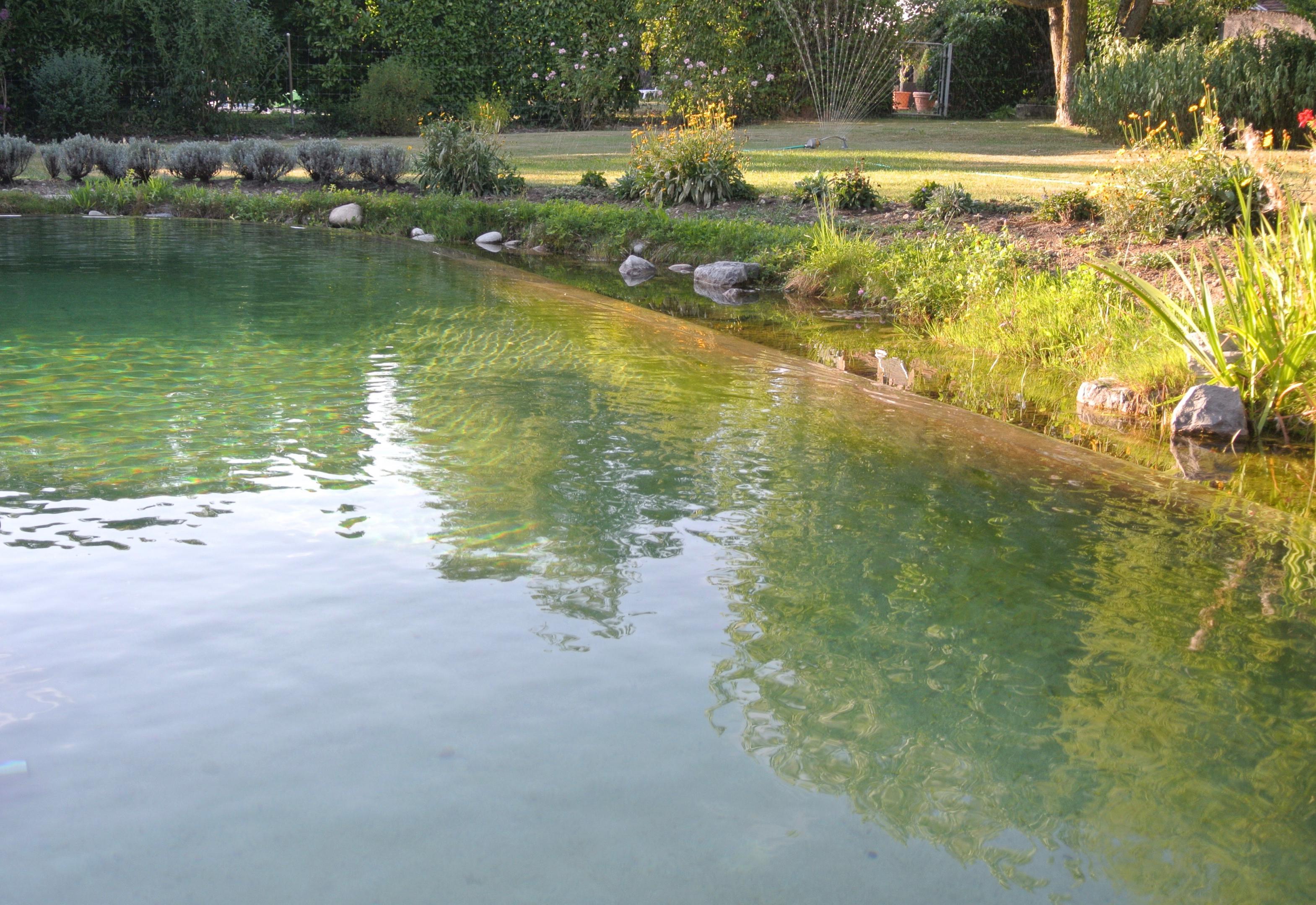 Piscine naturelle et aménagement paysager Gy - Genève